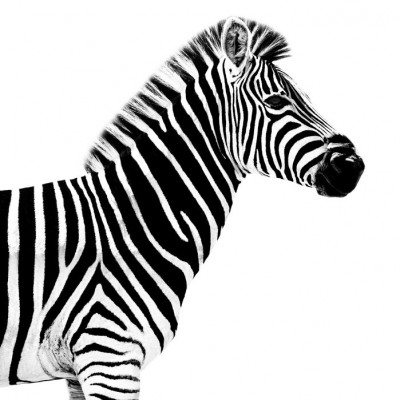 Fototapet Safari Profile, Zebra, Personalizat, Photowall, Fototapet living 