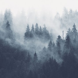 Fototapet Foggy Forest, Blue, Personalizat, Photowall