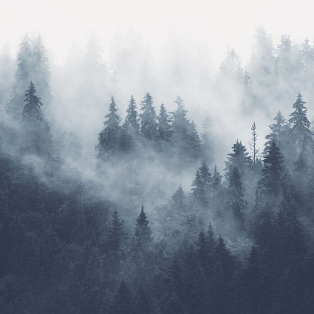 Wallpaper cu pădure în ceață albastră