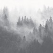Fototapet Foggy Forest, Grey, Photowall