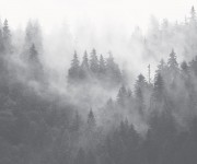 Fototapet Foggy Forest, Grey, Personalizat, Photowall