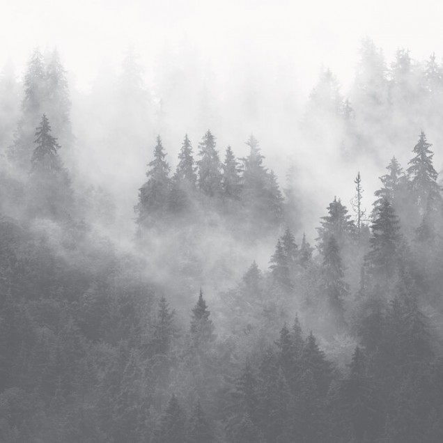 Tapetul Foggy Forest, Grey prezintă o pădure densă acoperită de ceață, în nuanțe de gri, creând o atmosferă relaxantă și elegantă.