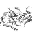 Koi Fishes, Photowall