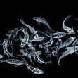 Koi Fishes - Dark, Photowall