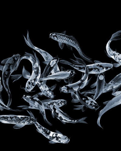 Koi Fishes - Dark, Photowall