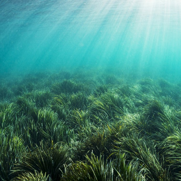 Tapet foto cu o imagine subacvatica a unui pat de iarba marina, cu raze de soare patrunzand in apa.