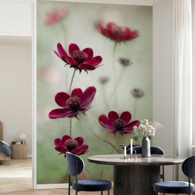 Cosmos Sway wallpaper,  floral, red flowers, green background