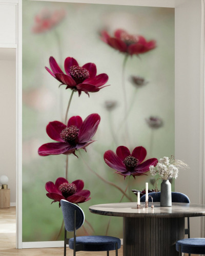Cosmos Sway wallpaper,  floral, red flowers, green background