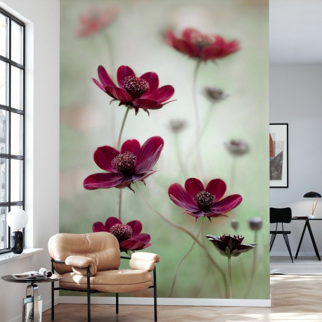 Cosmos Sway wallpaper,  floral, red flowers, green background