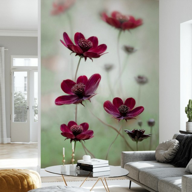 Cosmos Sway wallpaper,  floral, red flowers, green background