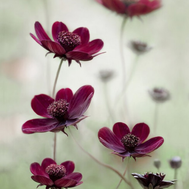 Cosmos Sway wallpaper,  floral, red flowers, green background