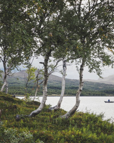 Wallpaper cu un peisaj idilic cu copaci înalți și apa liniștită a unui lac