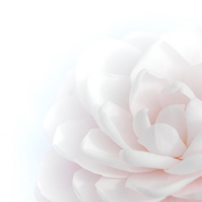 Tapet cu o floare roz pastelata, ideal pentru decorarea livingului sau dormitorului.