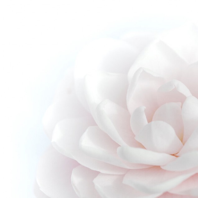 Tapet cu o floare roz pastelata, ideal pentru decorarea livingului sau dormitorului.