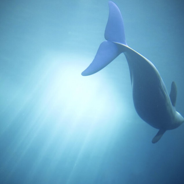Imaginea wallpaper-ului cu o balena in ape turcoaz