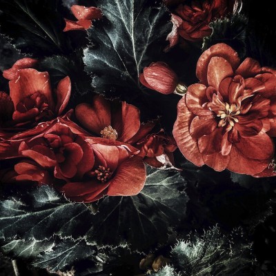 Tapet floral întunecat, cu flori roșii vibrante pe un fundal negru, decorat cu un model boem, perfect pentru un dormitor sau o sală de mese.