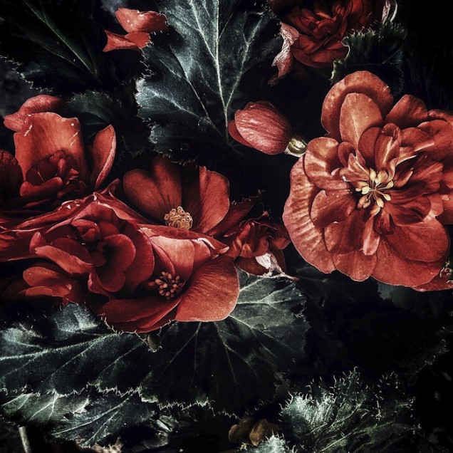 Tapet floral întunecat, cu flori roșii vibrante pe un fundal negru, decorat cu un model boem, perfect pentru un dormitor sau o sală de mese.