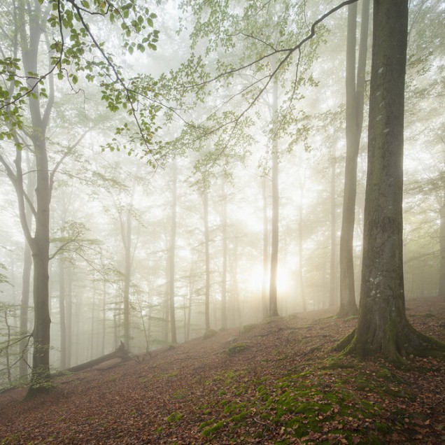 Tapet cu design forestier Swedish Beech Forest II, care prezintă o pădure de fag cu raze de soare care străbat prin copaci și ceață.