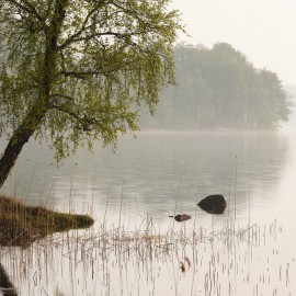 Fototapet Tree at Swedish Lake, Personalizat, Photowall