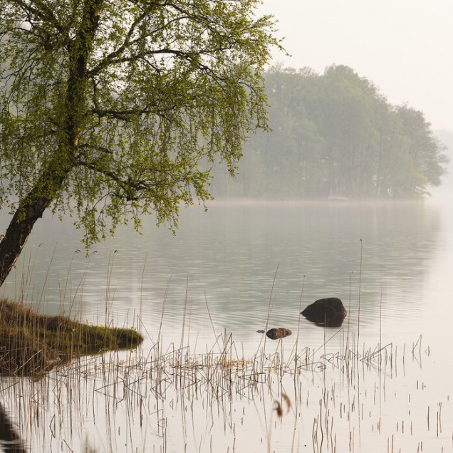 Tapet cu un peisaj al unui lac din Suedia, cu un copac cu frunze verzi reflectat in apa lacului, învăluit în ceață.
