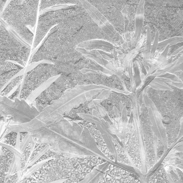 Fototapet cu design floral in nuante de gri, ideal pentru un decor interior modern și elegant.