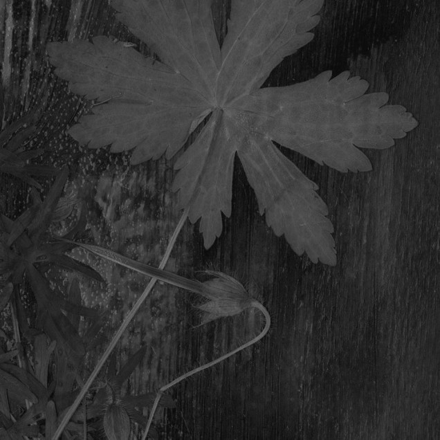 Tapet cu flori delicate pe fundal negru