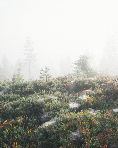 Imagine de fundal cu o pădure misterioasă învăluită în ceață matinală, ce va oferi casei tale un farmec unic și o atmosferă caldă și primitoare. Morning Haze at the Mountain.