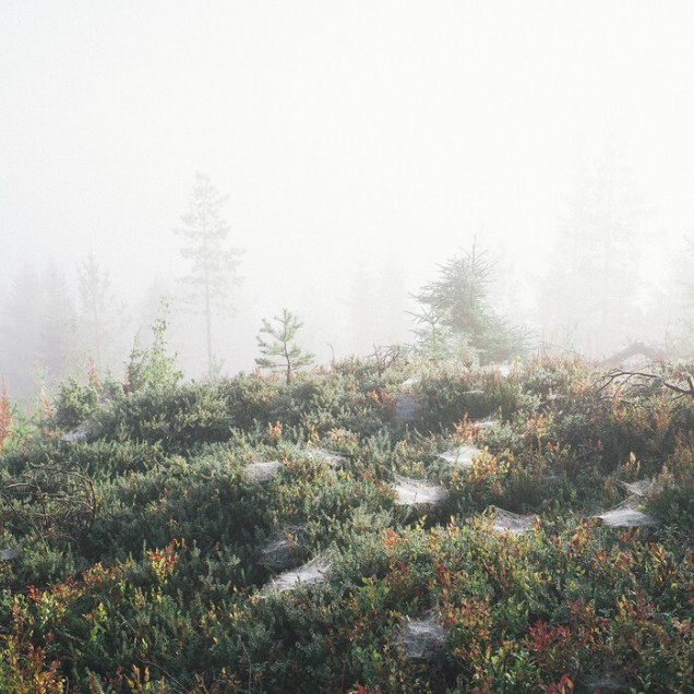 Imagine de fundal cu o pădure misterioasă învăluită în ceață matinală, ce va oferi casei tale un farmec unic și o atmosferă caldă și primitoare. Morning Haze at the Mountain.