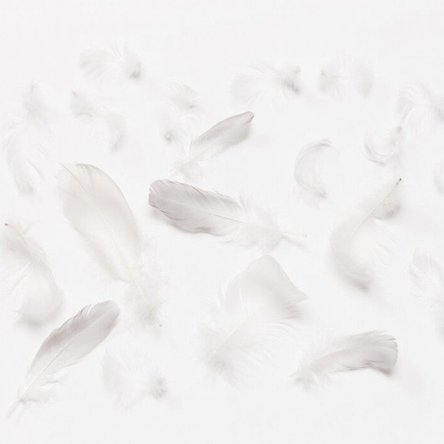 Imagine de fundal cu pene delicate Flying Feathers II in living