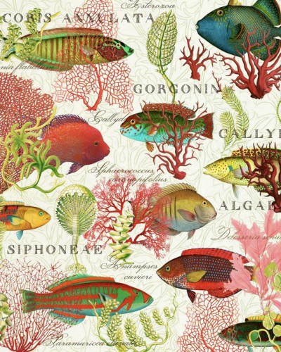 Tapet Red Coral and Fish cu corali roșii vibranți și pești multicolori.