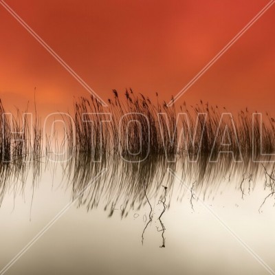 Fototapet Serenity cu un apus de soare rosu si trestii reflectate pe apa