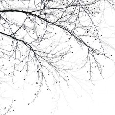 Fototapet Black Beech, personalizat, Photowall
