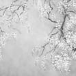 Blossom Wisteria - BW, Photowall