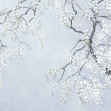 Blossom Wisteria - Blue, Photowall