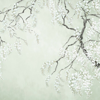 Fototapet cu flori albe de wisteria pe fundal verde