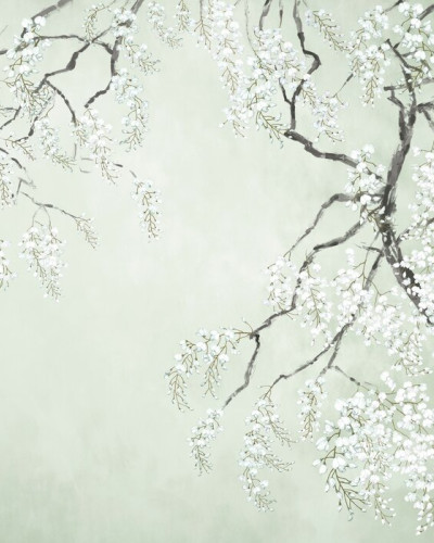 Fototapet cu flori albe de wisteria pe fundal verde