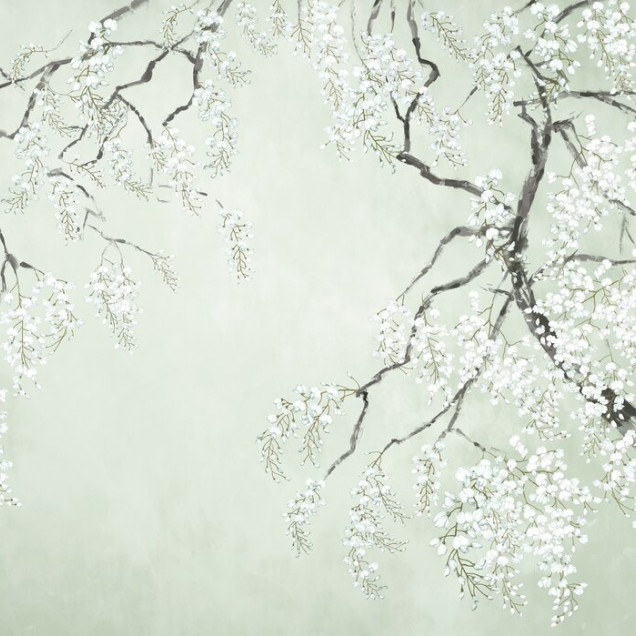 Fototapet cu flori albe de wisteria pe fundal verde