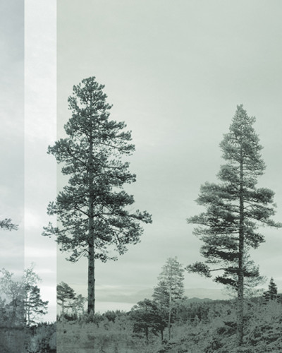 Tapet cu panorama a pini siluetaţi, Bluegreen