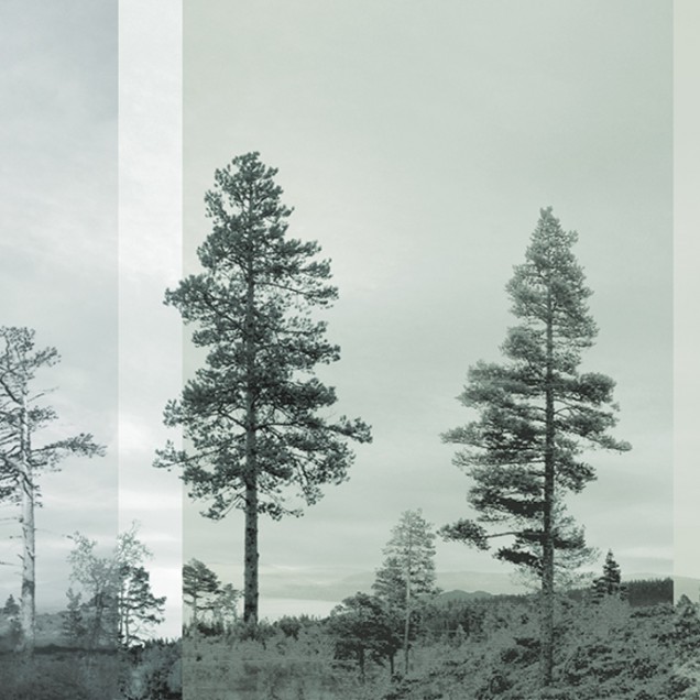 Tapet cu panorama a pini siluetaţi, Bluegreen
