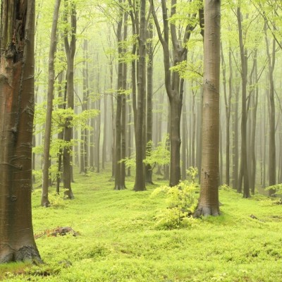 Tapet 3D cu o pădure densă, cu copaci înalți și verdeață luxuriantă, perfect pentru a crea o atmosferă relaxantă și primitoare.