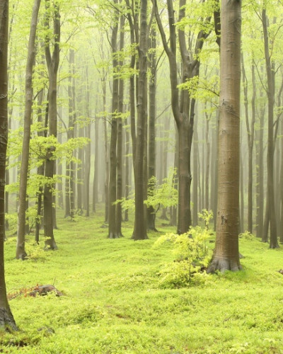 Tapet 3D cu o pădure densă, cu copaci înalți și verdeață luxuriantă, perfect pentru a crea o atmosferă relaxantă și primitoare.