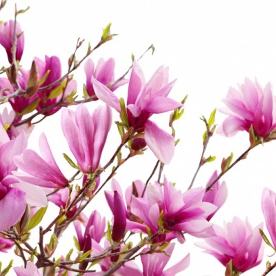 Wallpaper 3D cu flori de Magnolia