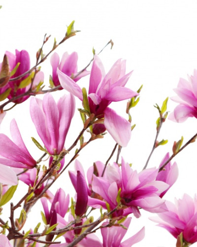 Wallpaper 3D cu flori de Magnolia