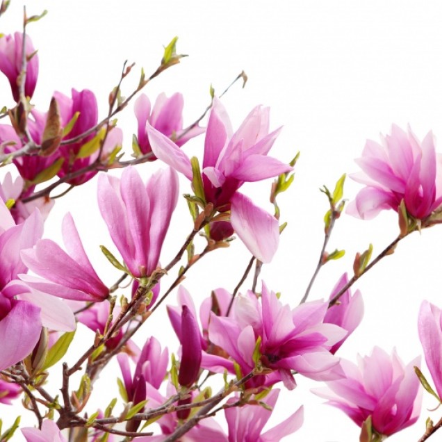 Wallpaper 3D cu flori de Magnolia