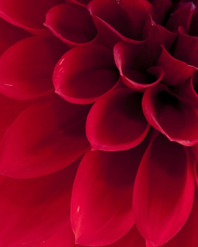 Tapet 3D Dahlia cu o floare roșie vibrantă, decorat cu detalii fine, perfect pentru dormitor.