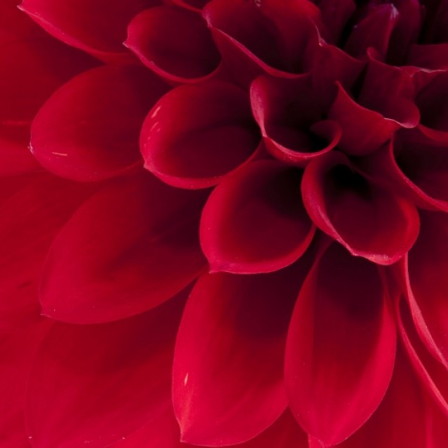Tapet 3D Dahlia cu o floare roșie vibrantă, decorat cu detalii fine, perfect pentru dormitor.