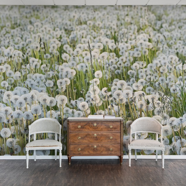 Dandelion wallpaper, featuring a close-up image of a field of dandelions, with their fluffy white seed heads standing tall against a backdrop of green grass.