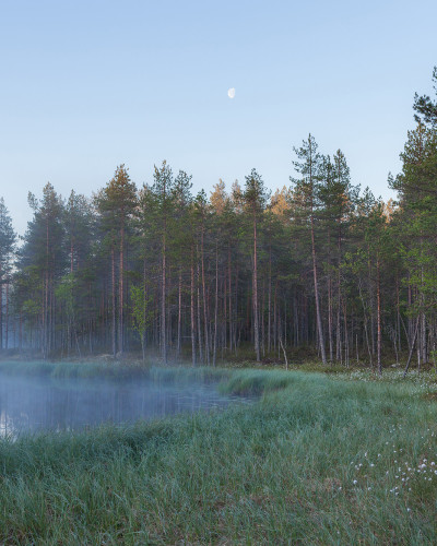 Tapet cu un lac înconjurat de pădure, Forest Lake