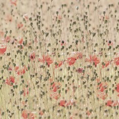 Fototapet Poppies, personalizat, Rebel Walls