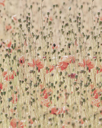 Poppies wallpaper in a dining room